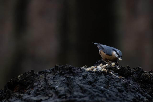 Animales que comen frutos secos (8 ejemplos con imágenes)