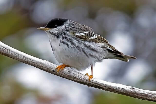 13 pájaros pequeños en blanco y negro (lista AZ con fotos) |