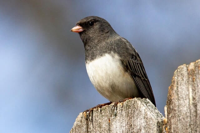 13 pájaros pequeños en blanco y negro (lista AZ con fotos) |