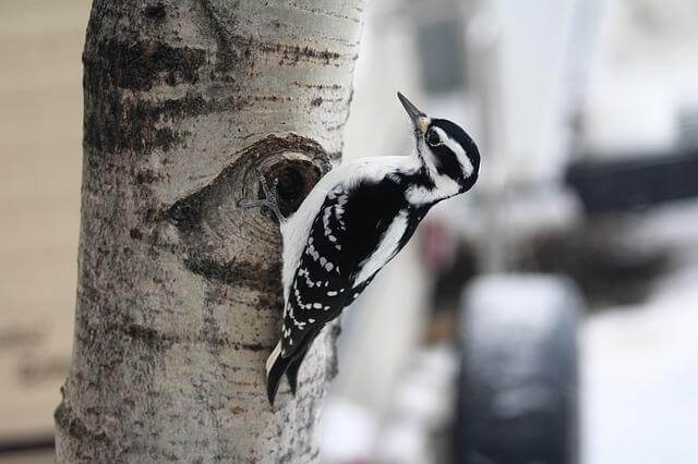 13 pájaros pequeños en blanco y negro (lista AZ con fotos) |