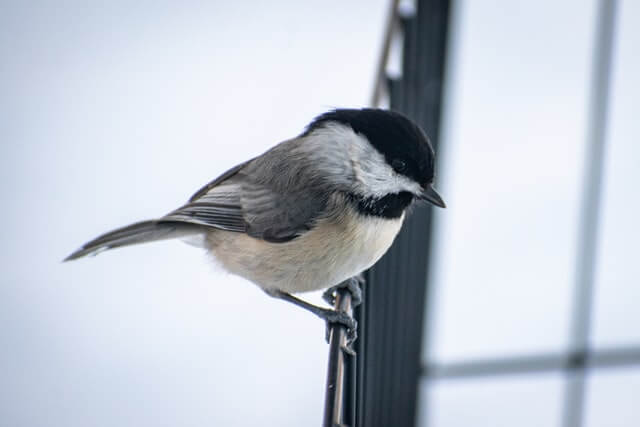13 pájaros pequeños en blanco y negro (lista AZ con fotos) |