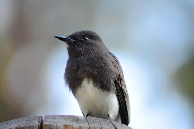 13 pájaros pequeños en blanco y negro (lista AZ con fotos) |