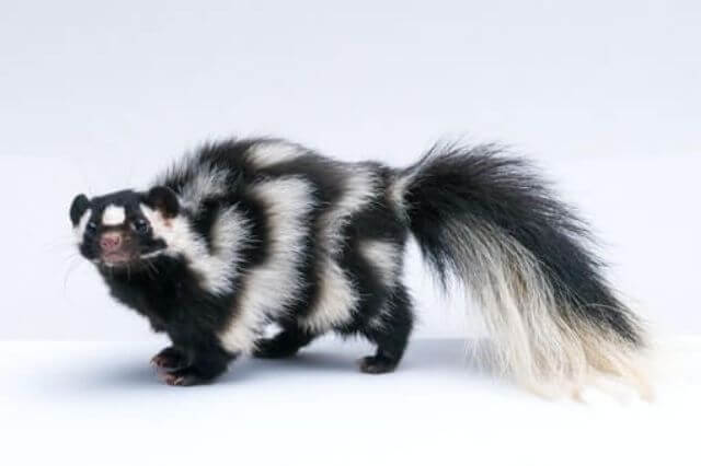Los 9 animales más sucios del mundo (con imágenes)