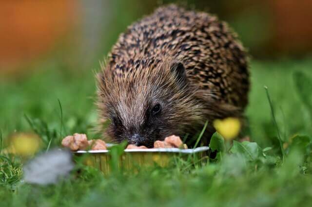 Los 9 animales más sucios del mundo (con imágenes)
