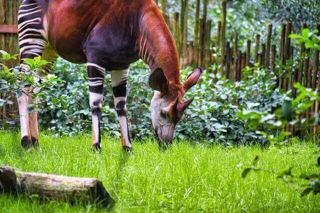 Lista de animales con rayas (16 ejemplos con imágenes)