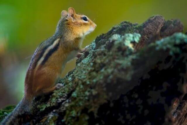 Lista de animales con rayas (16 ejemplos con imágenes)