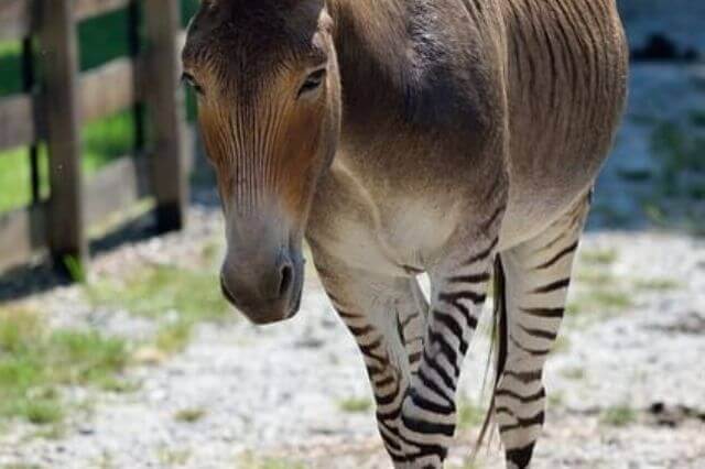 Lista de animales con rayas (16 ejemplos con imágenes)
