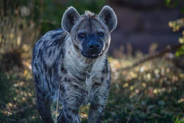 Lista de animales con rayas (16 ejemplos con imágenes)