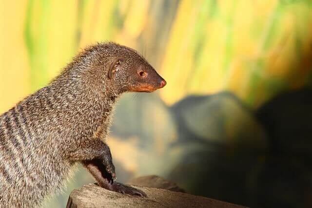 Lista de animales con rayas (16 ejemplos con imágenes)