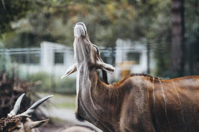 Lista de animales con rayas (16 ejemplos con imágenes)