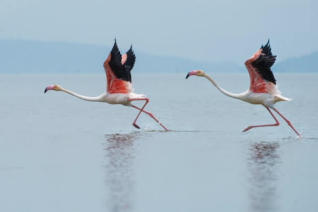 ¡12 animales geniales con cuellos largos! [Pictures & Neck Length]