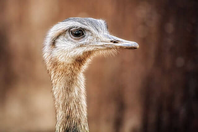 ¡12 animales geniales con cuellos largos! [Pictures & Neck Length]
