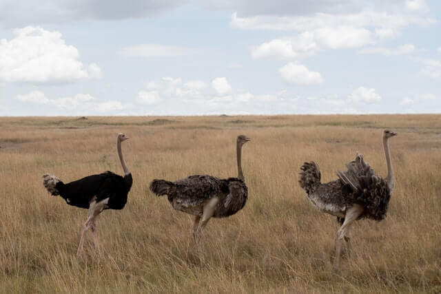 ¡12 animales geniales con cuellos largos! [Pictures & Neck Length]