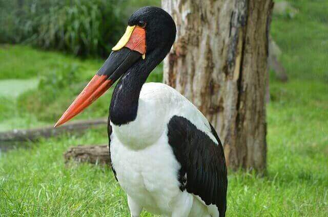 ¡12 animales geniales con cuellos largos! [Pictures & Neck Length]