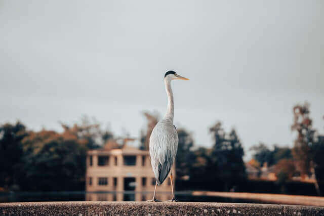 ¡12 animales geniales con cuellos largos! [Pictures & Neck Length]