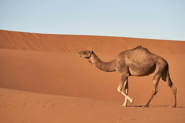 ¡12 animales geniales con cuellos largos! [Pictures & Neck Length]