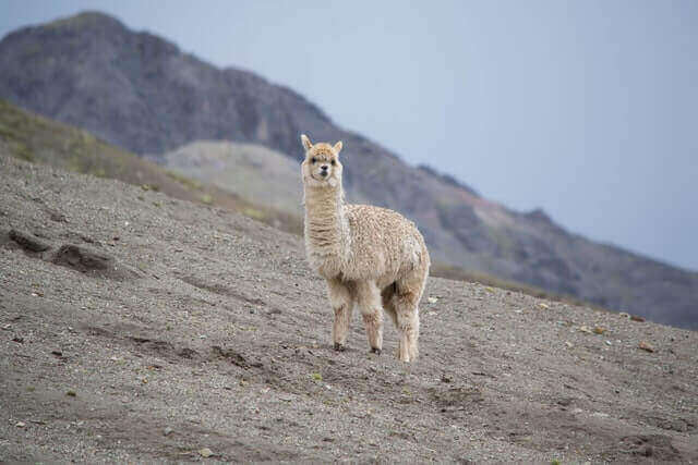 ¡12 animales geniales con cuellos largos! [Pictures & Neck Length]