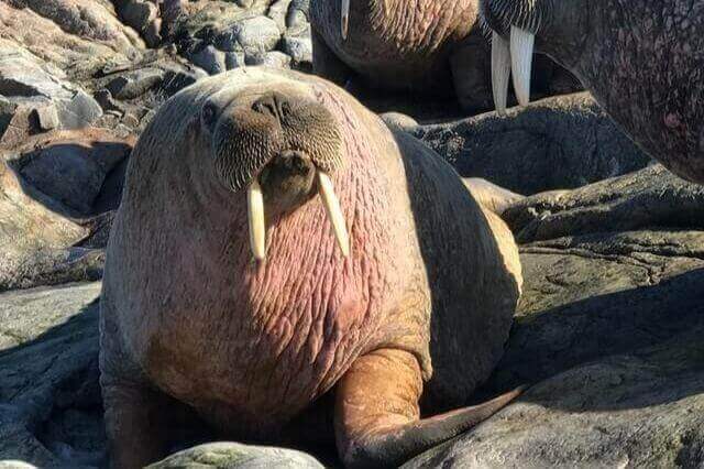 13 asombrosos animales con aletas (con imágenes)