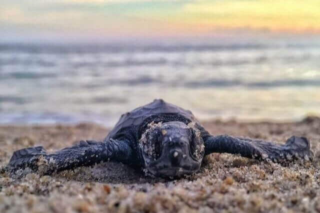 13 asombrosos animales con aletas (con imágenes)