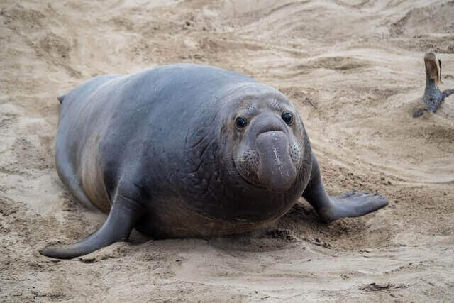 13 asombrosos animales con aletas (con imágenes)