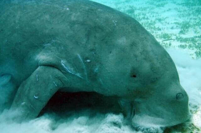 13 asombrosos animales con aletas (con imágenes)