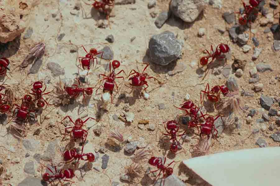 ¿El vinagre mata hormigas? ¡NO! Así es como funciona realmente