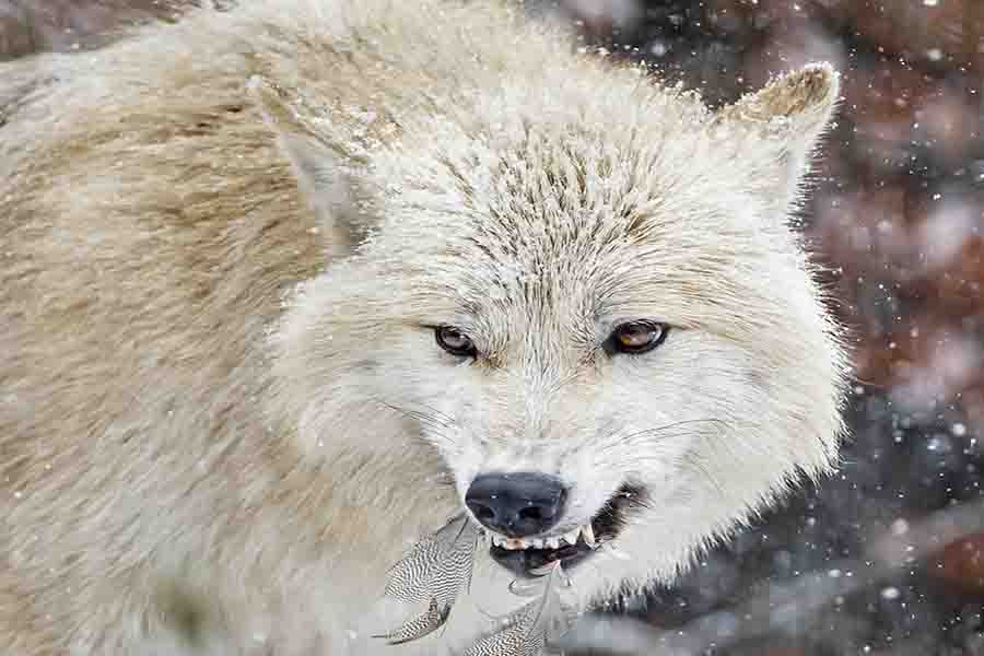 El lobo omega y su papel en la manada | el desvalido