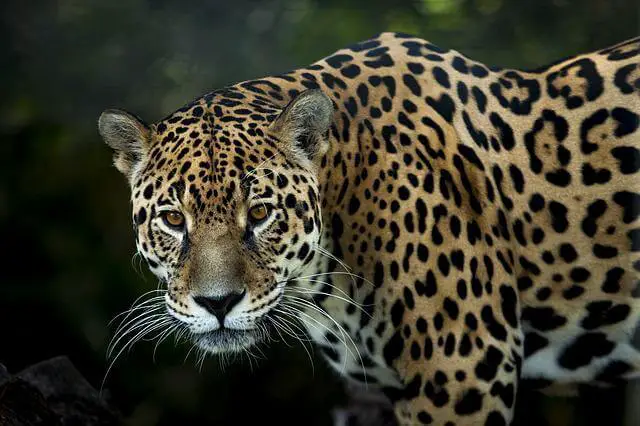 Los 5 grandes felinos más mortíferos y peligrosos del mundo |