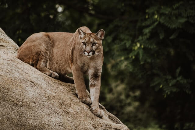Los 5 grandes felinos más mortíferos y peligrosos del mundo |