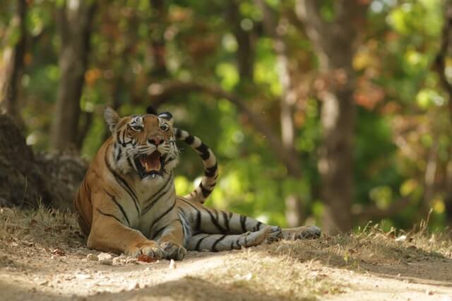 Los 5 animales más valientes del mundo (Lista AZ)