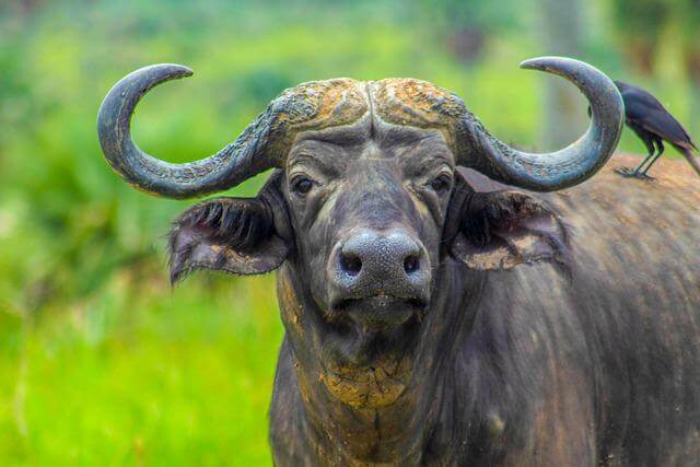Los 5 animales más valientes del mundo (Lista AZ)