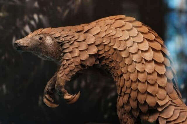 Lista de animales con escamas (12 ejemplos con imágenes)