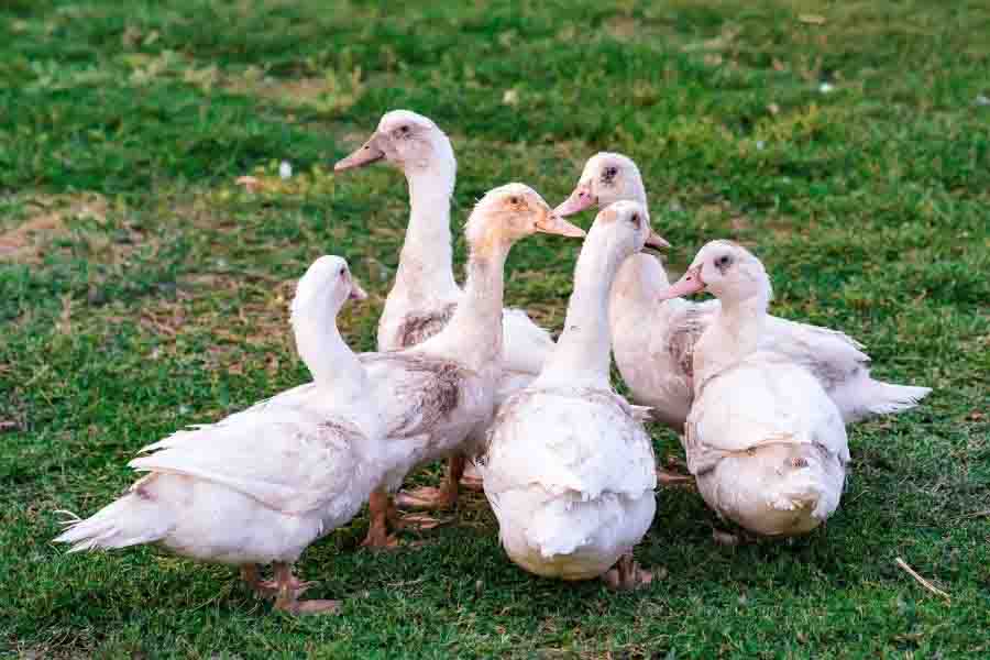 ¿Cuánto cuesta un pato? (Precio para comprar, alimentar y criar)