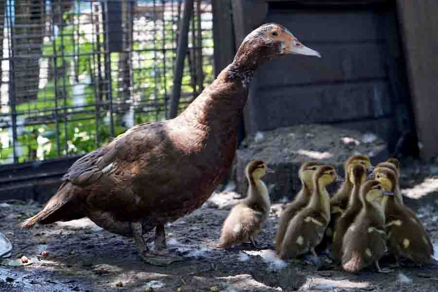 ¿Cuánto cuesta un pato? (Precio para comprar, alimentar y criar)