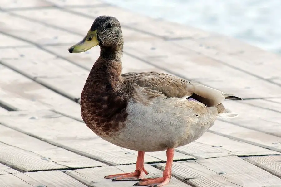 ¿Cuánto cuesta un pato? (Precio para comprar, alimentar y criar)