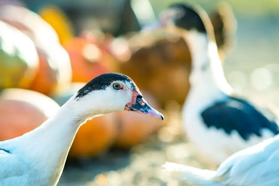 ¿Cuánto cuesta un pato? (Precio para comprar, alimentar y criar)