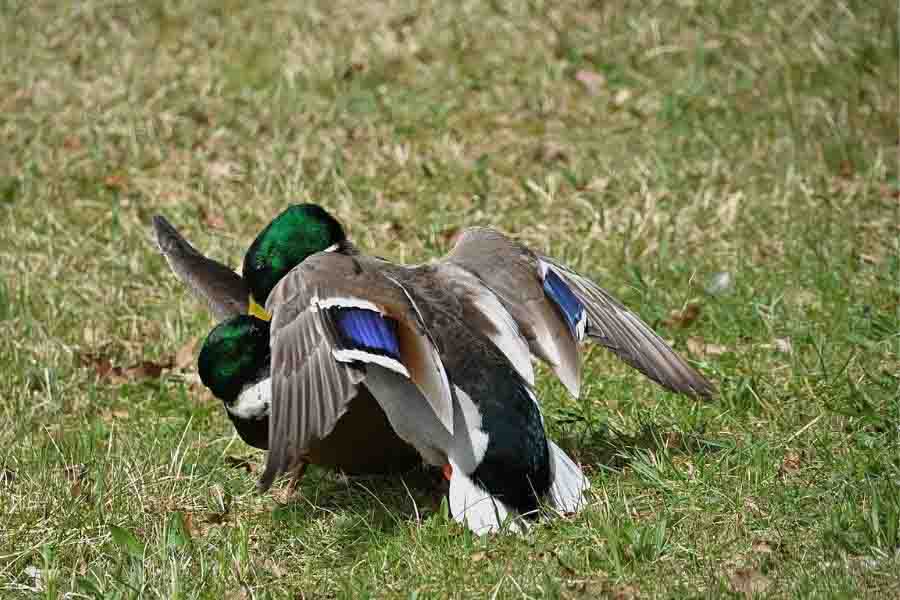 ¿Cuánto cuesta un pato? (Precio para comprar, alimentar y criar)