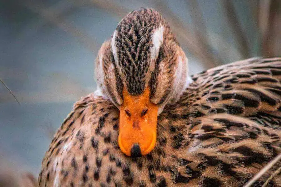 Comportamiento de los patos antes de que eclosionen los huevos (comportamiento de incubación)