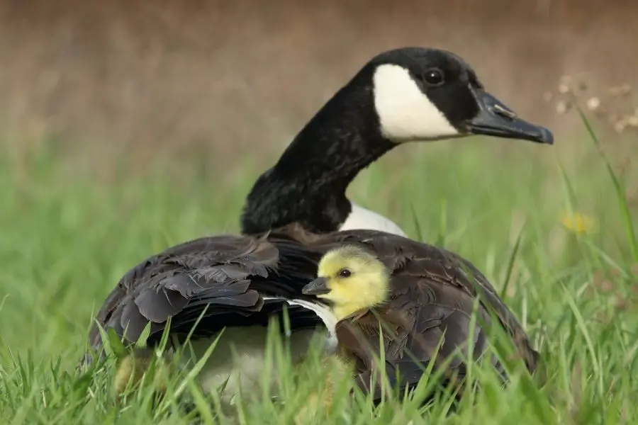 Comportamiento de los patos antes de que eclosionen los huevos (comportamiento de incubación)