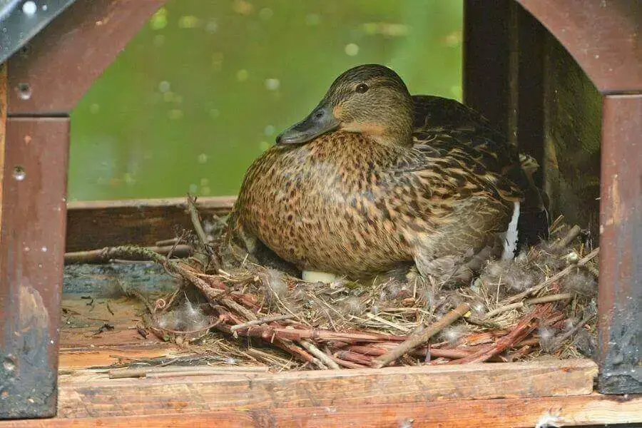 Comportamiento de los patos antes de que eclosionen los huevos (comportamiento de incubación)