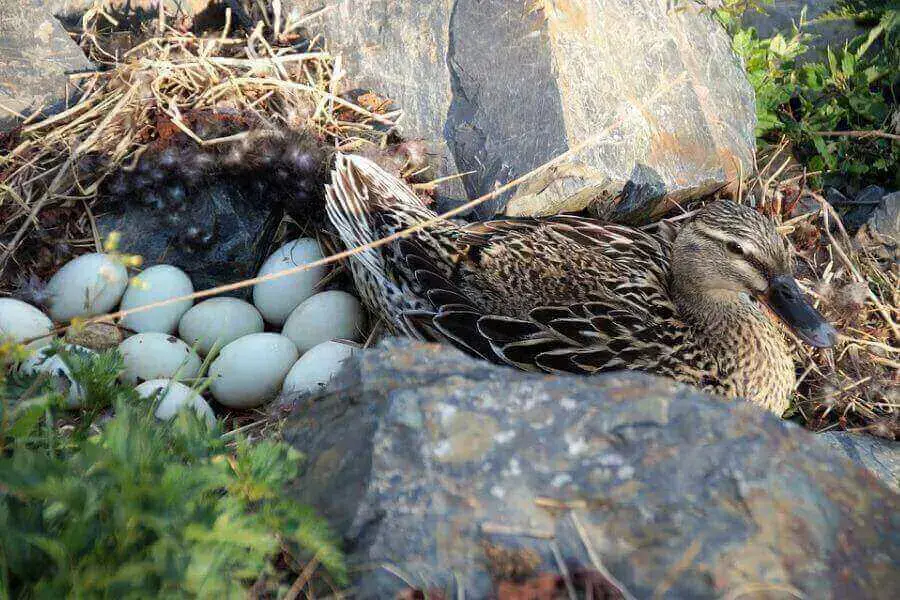 Comportamiento de los patos antes de que eclosionen los huevos (comportamiento de incubación)