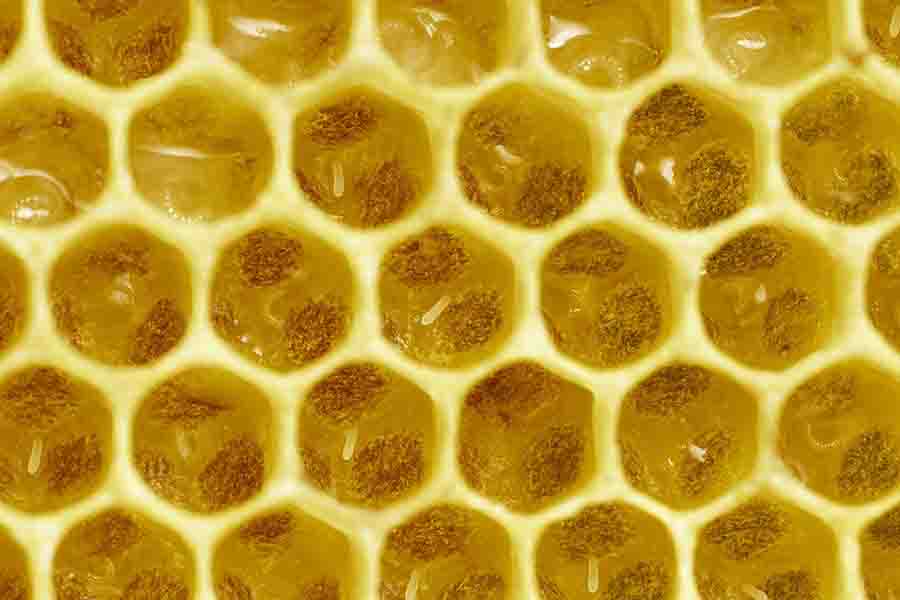 ¿Se puede comer cera de abeja y panal? (Beneficios, usos y riesgos)