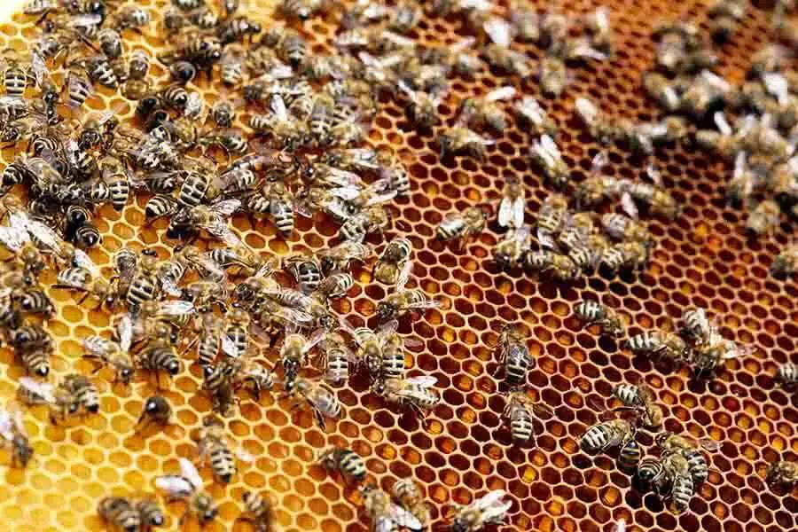 ¿Es el vómito de miel de abeja, la caca de abeja o la saliva de abeja?