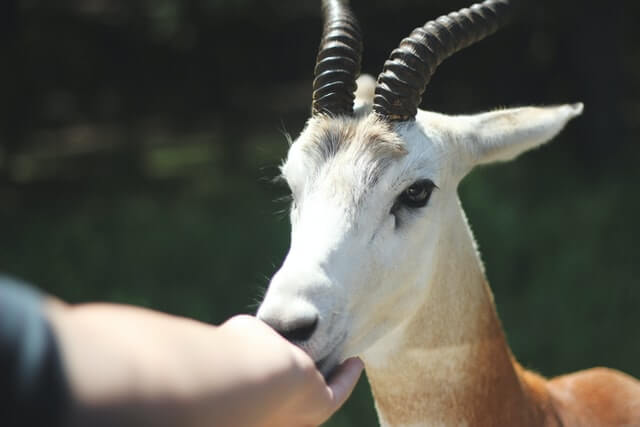 ¿Qué animales comen maíz? (23 ejemplos)