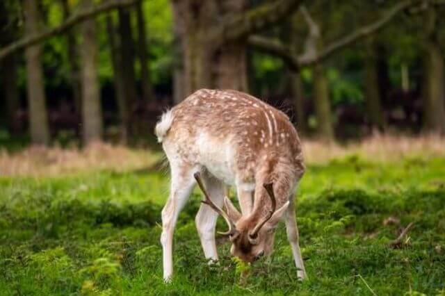 ¿Qué animales comen maíz? (23 ejemplos)