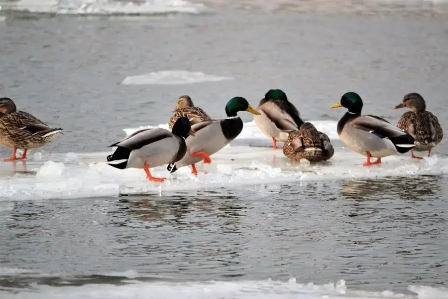 ¿Cuánto tiempo pueden permanecer los patos bajo el agua? | animales inadaptados