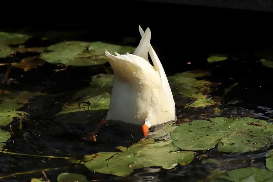 ¿Cuánto tiempo pueden permanecer los patos bajo el agua? | animales inadaptados