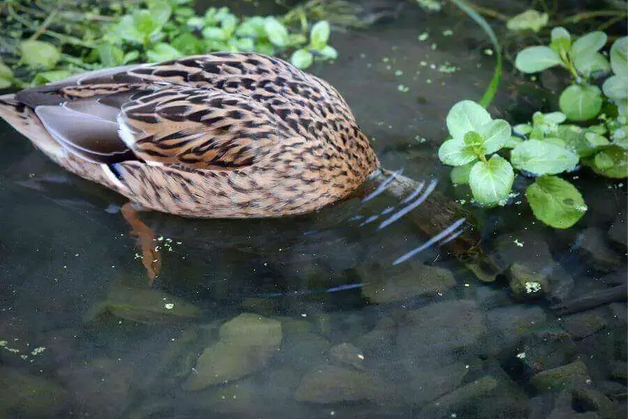 ¿Cuánto tiempo pueden permanecer los patos bajo el agua? | animales inadaptados