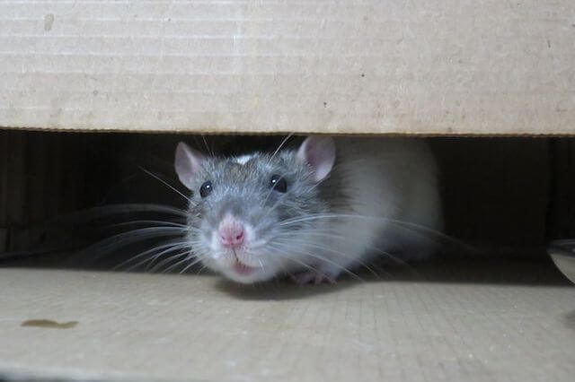 ¿Qué animales comen plátanos? (12 ejemplos con imágenes)