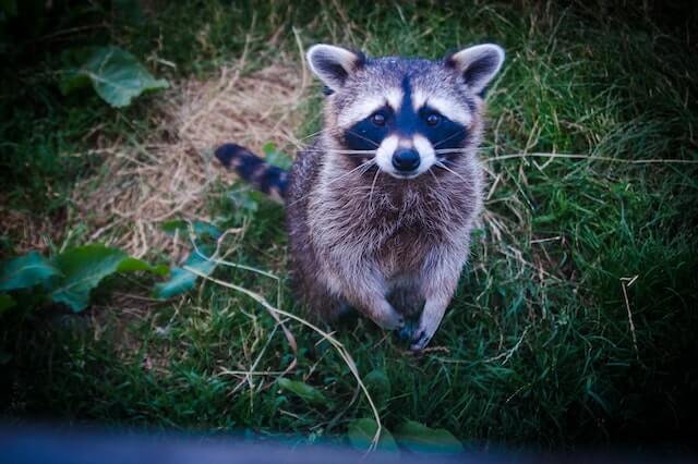 ¿Qué animales comen plátanos? (12 ejemplos con imágenes)